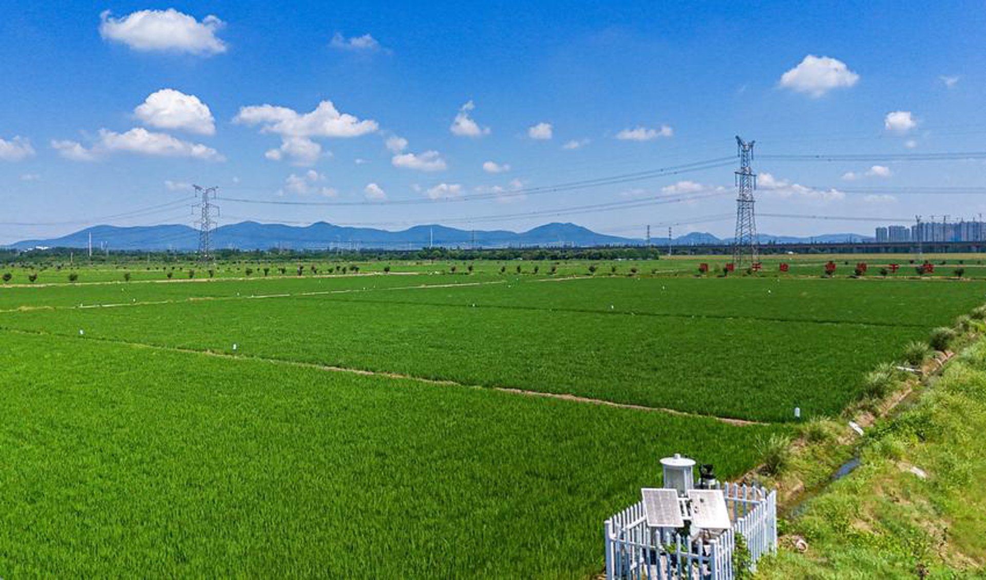 蔡勇苗圃